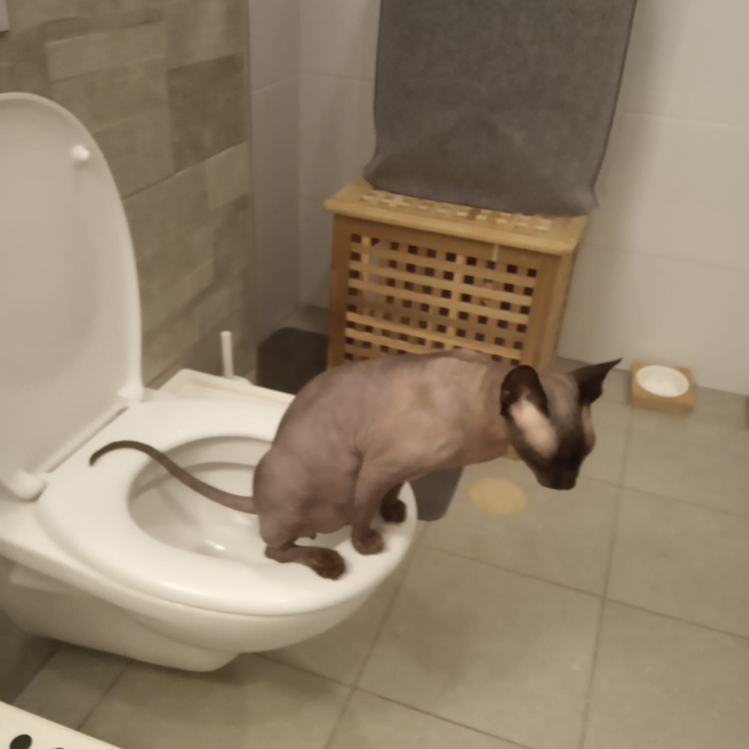 A real photo of Akito, a Sphynx cat, perched on a bathroom toilet
